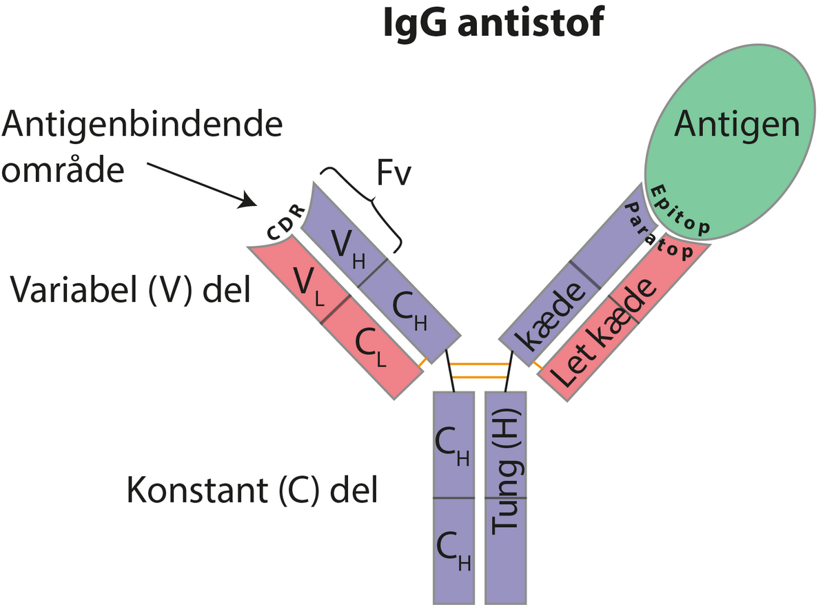 Antistof og antigen