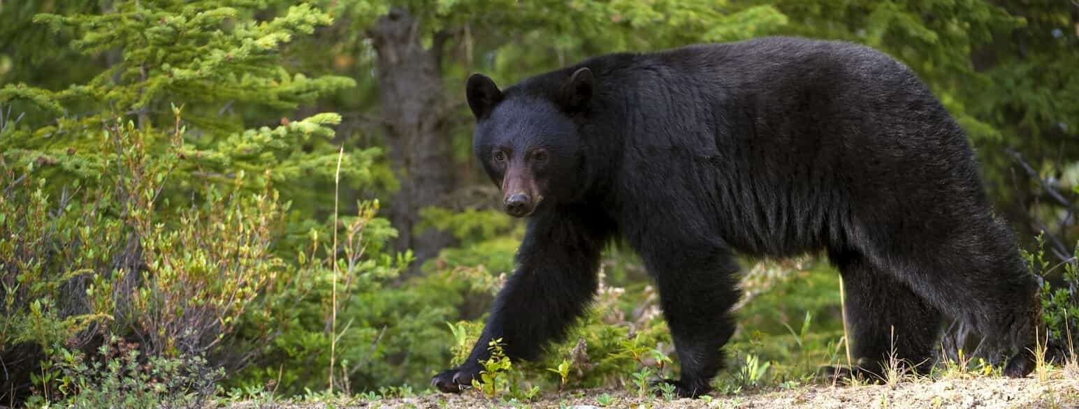 Sortbjørnen (Ursus americanus) findes kun i Canada, USA og Mexico