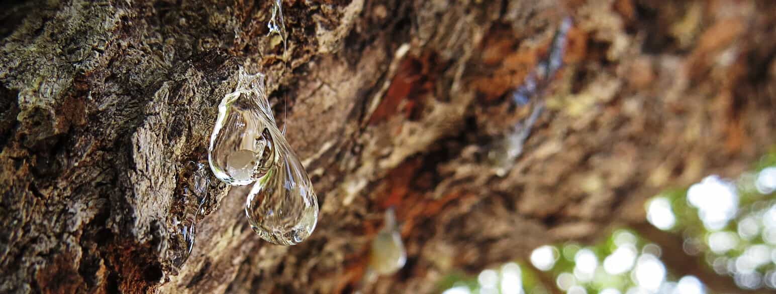 Harpiks drypper fra mastikstræet (Pistacia lentiscus) for siden at tørre og blive høstet som mastiks