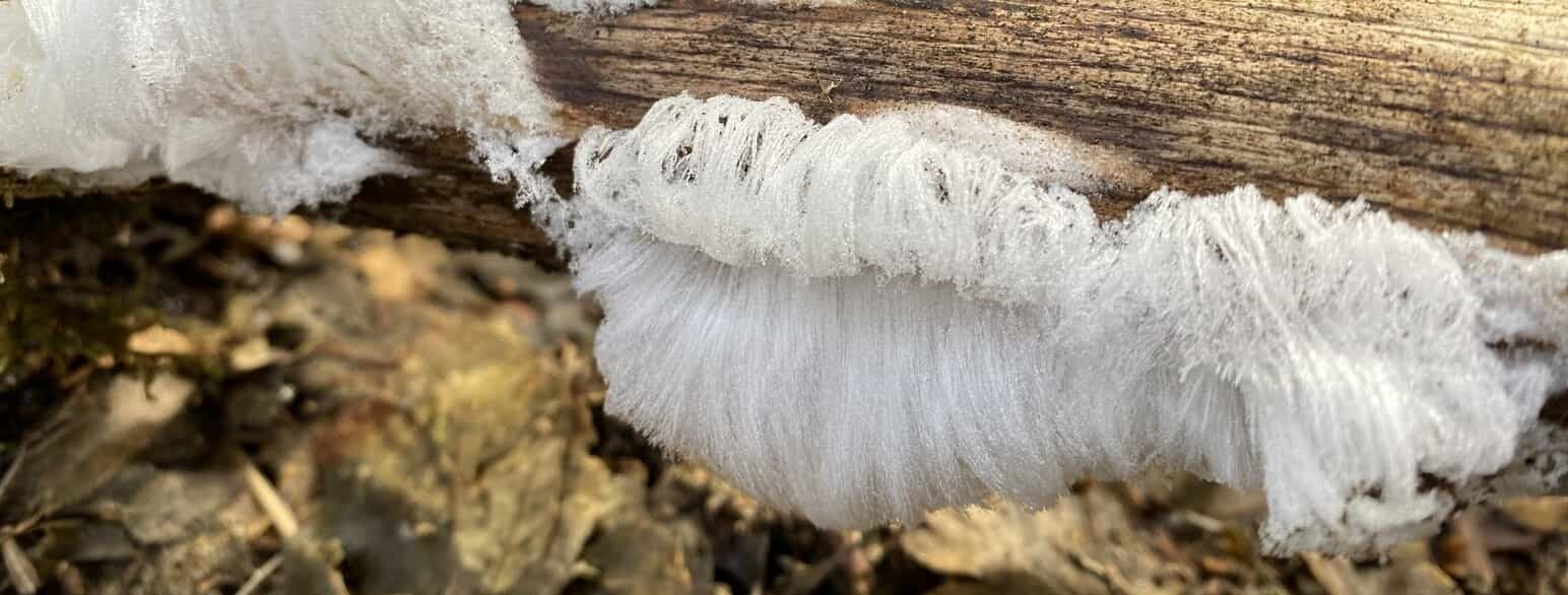 Nisseskæg er håragtige iskrystaller, der på fugtige dage omkring frysepunktet optræder i forbindelse med svampen smuk bævrehinde