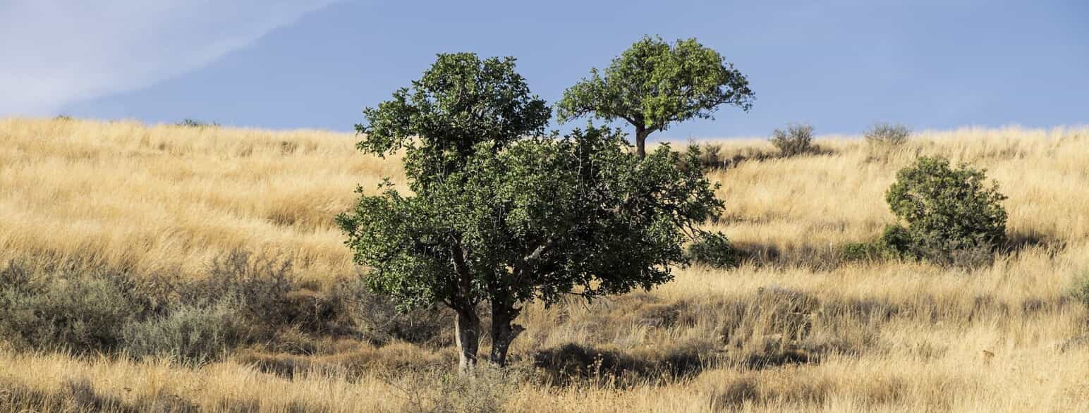 Johannesbrødtræer (Ceratonia siliqua) på Akamas-halvøen på Cypern