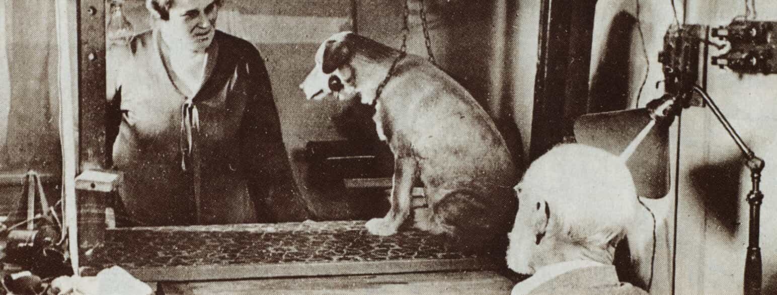 Ivan Pavlov observerer en hund i forbindelse med sit arbejde med betingede reflekser. Foto uden år.