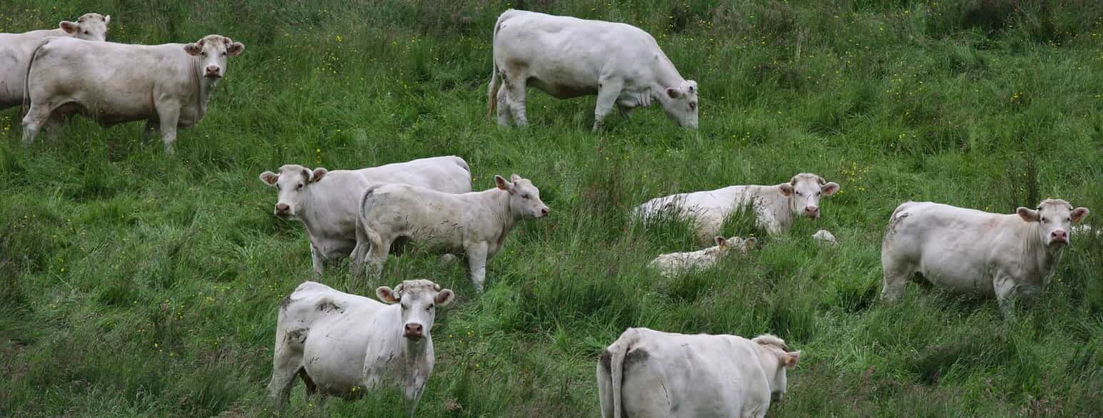 Charolais-køer med deres kalve græsser ved Brionne i Nordvestfrankrig