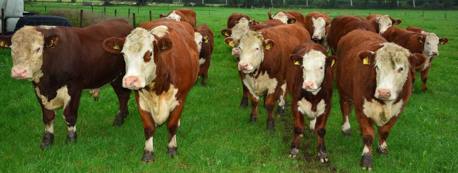 Hereford-kvæg på en fold i Holland
