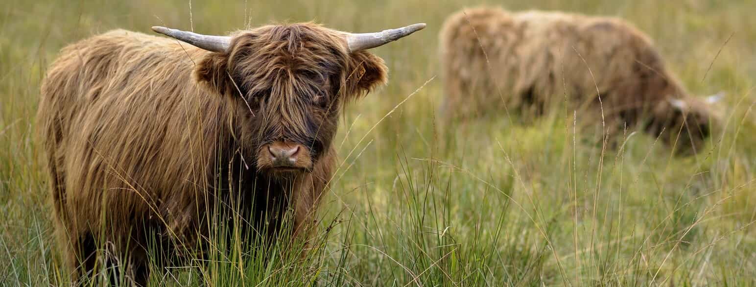 Skotsk højlandskvæg er en hårdfør race, der ofte benyttes til naturpleje