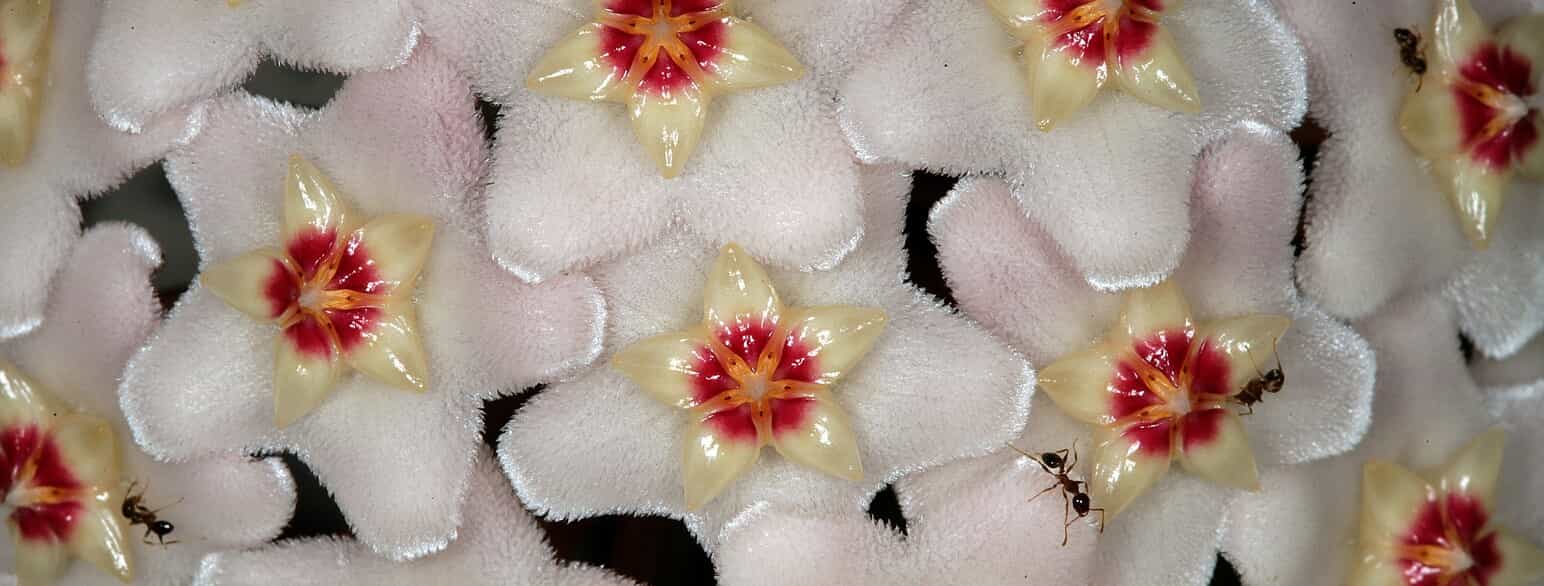 Blomster af almindelig voksblomst (Hoya carnosa)