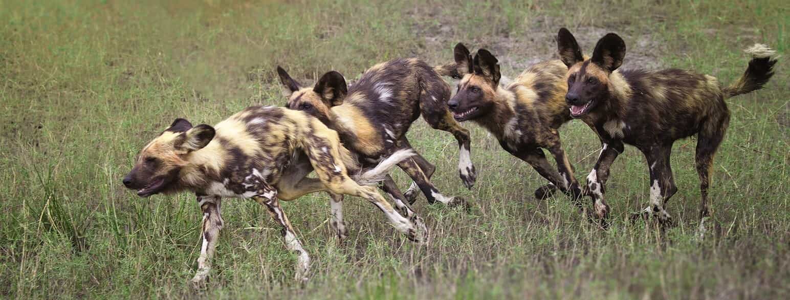 Hyænehunde (Lycaon pictus) i fart i det nordvestlige Botswana