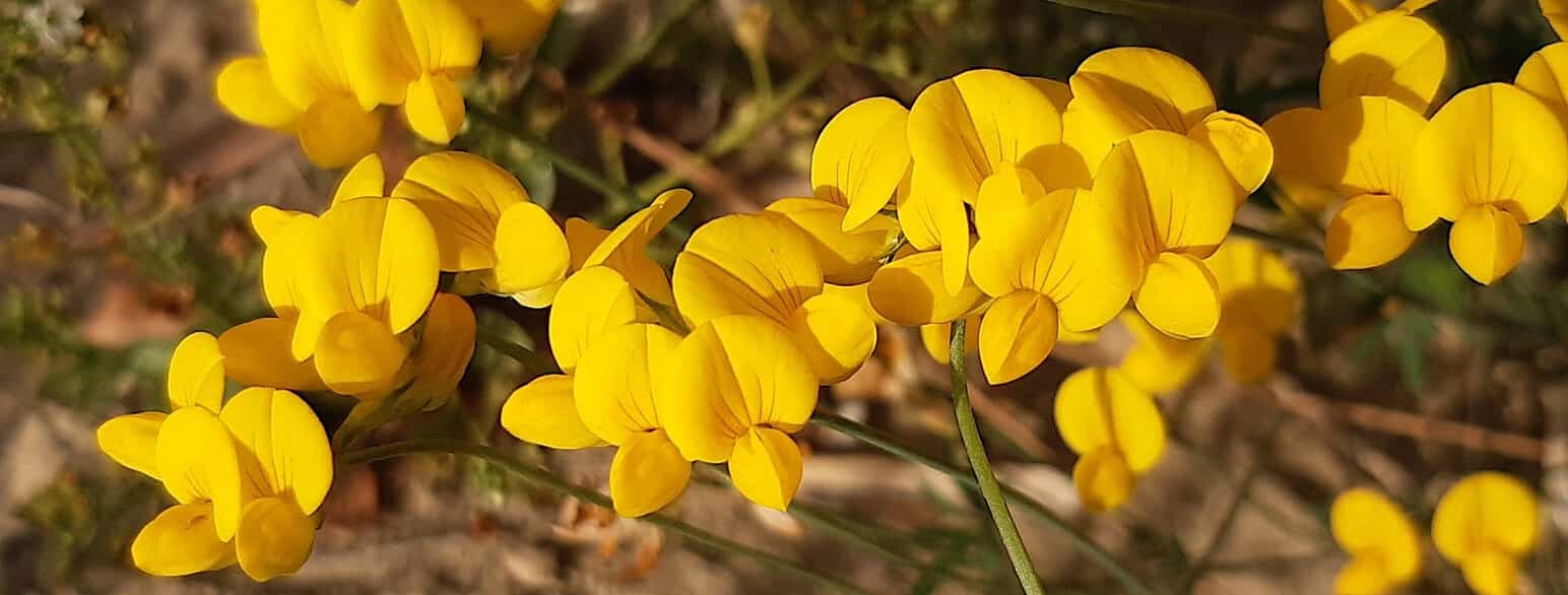 Smalbladet kællingetand (Lotus tenuis) er almindelig i Danmark og vokser langs kysten