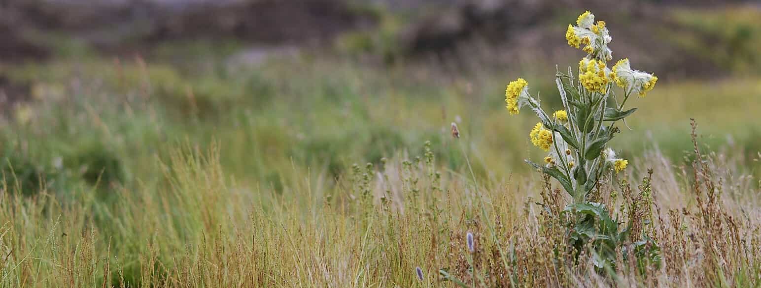 Kærfnokurt (Tephroseris palustris) er forholdsvis sjælden i Danmark. Den blomstrer i maj-juli