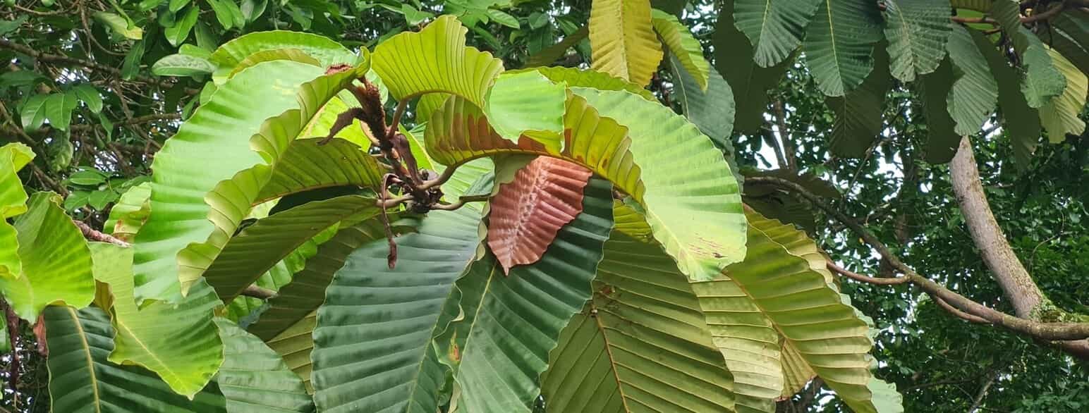 Dipterocarpus cornutus er et op til ca. 50 m højt træ fra det vestlige Malesien