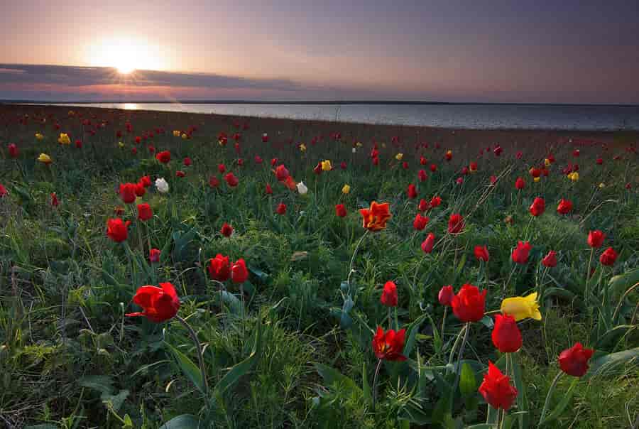 Steppen om foråret med almindelige steppe-tulipaner