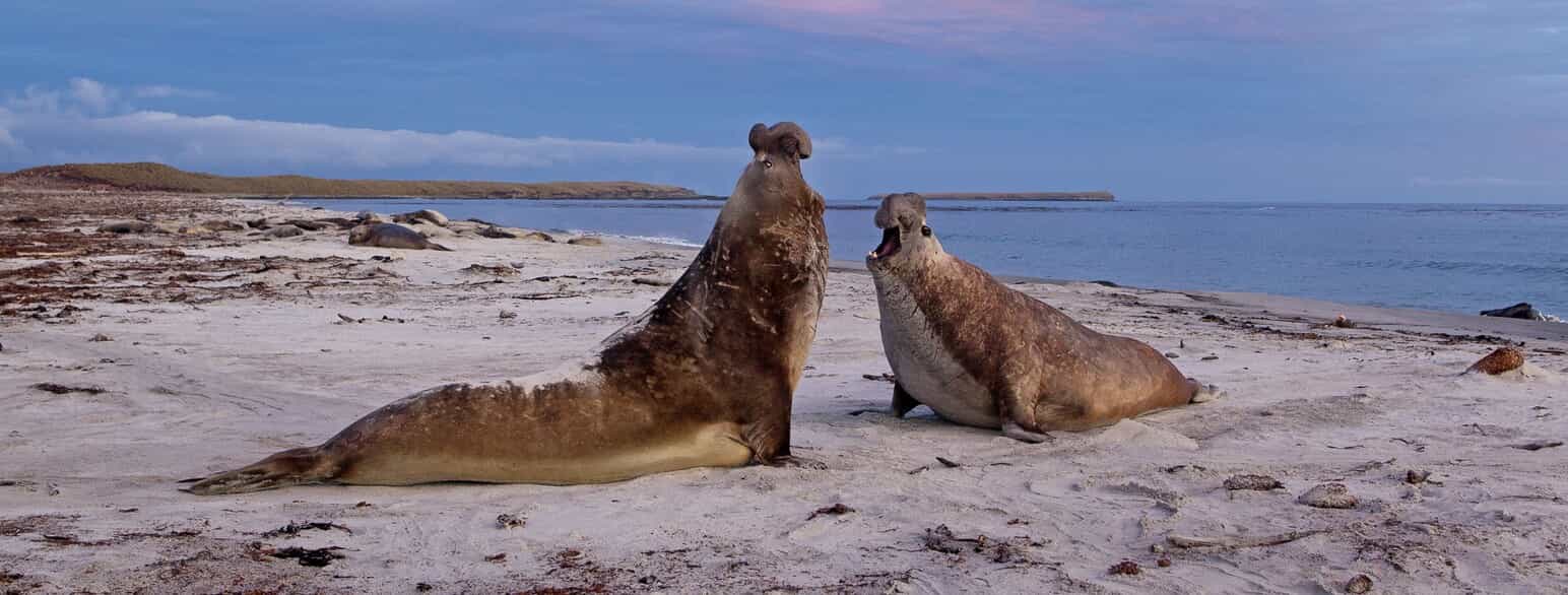 Kæmpende hanner af sydlig søelefant (Mirounga leonina) på Falklandsøerne