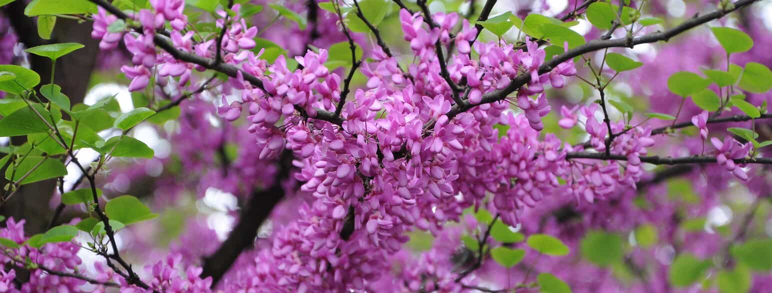 Blomster af judastræ (Cercis siliquastrum)
