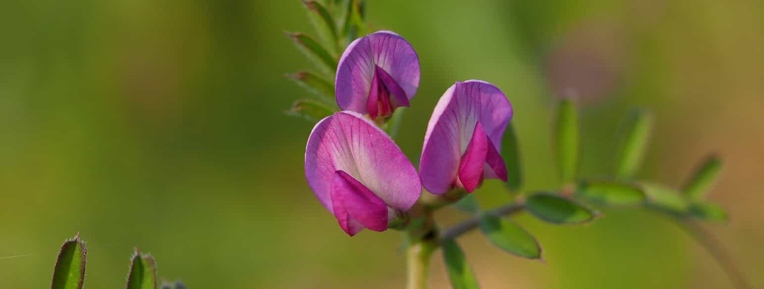 Fodervikke (Vicia sativa) dyrkes som foderplante til husdyr, ligesom den benyttes som grøngødning
