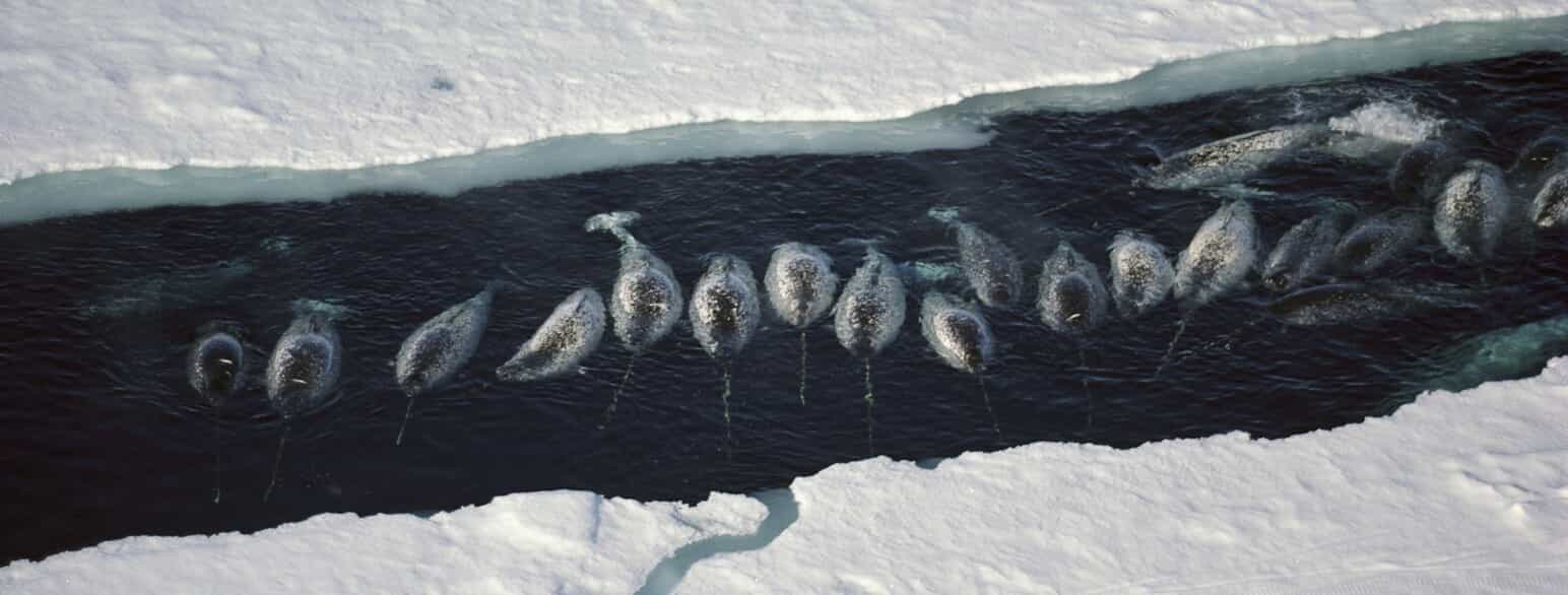Narhvaler (Monodon monoceros) i en våge i isen ved Baffin Island, Canada