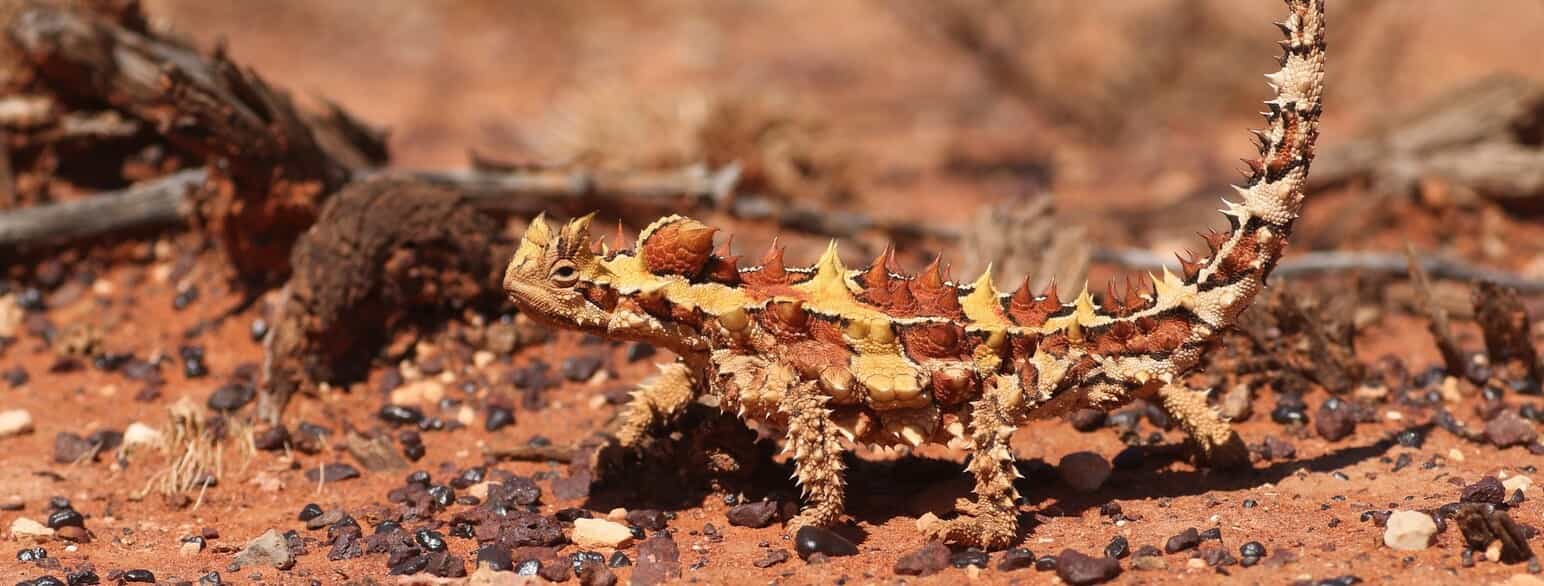 Tornet djævel (Moloch horridus) syd for Petermann i Northern Territory, Australien
