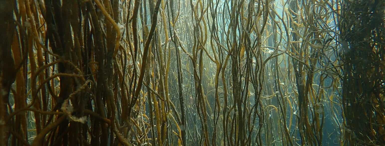 De båndformede, gaffeldelte grene af remmetang (Himanthalia elongata) strækker sig op i vandsøjlen ved den franske Atlanterhavskyst