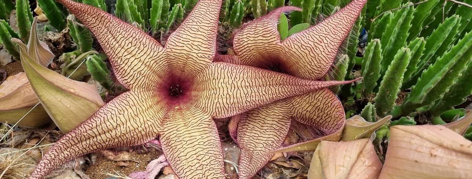 Hos Stapelia gigantea fra Sydøst- og Sydafrika kan blomsten i særlige tilfælde nå en diameter på over 40 cm