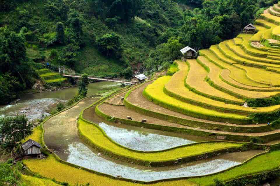 Risproduktion i det nordlige Vietnam