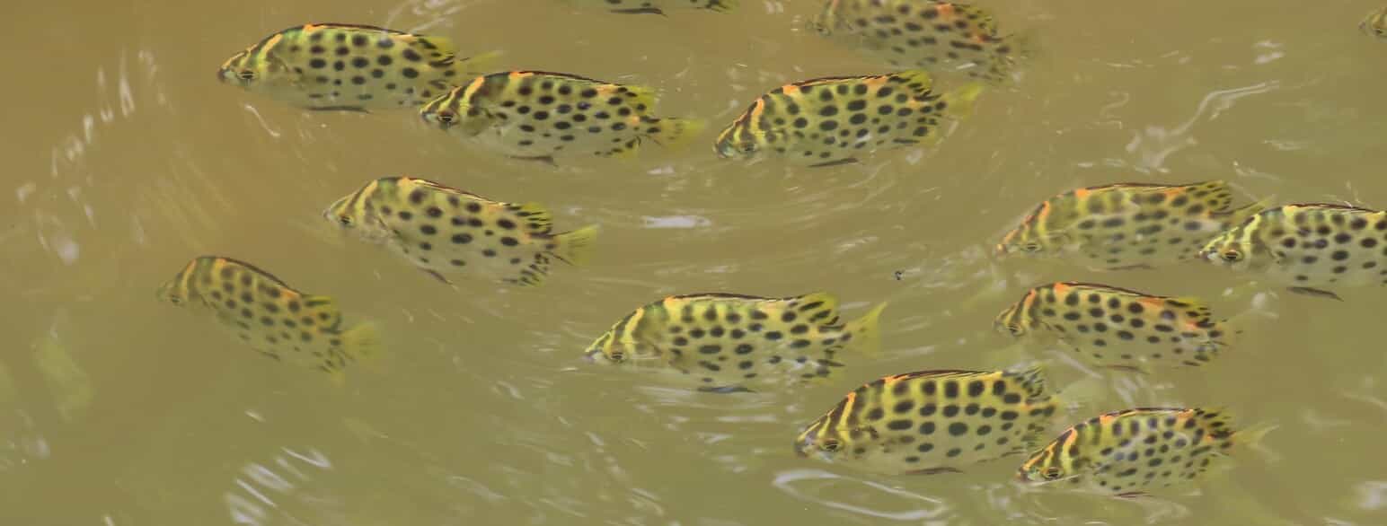 Stime af unge argusfisk (Scatophagus argus) i en flod i Hongkong