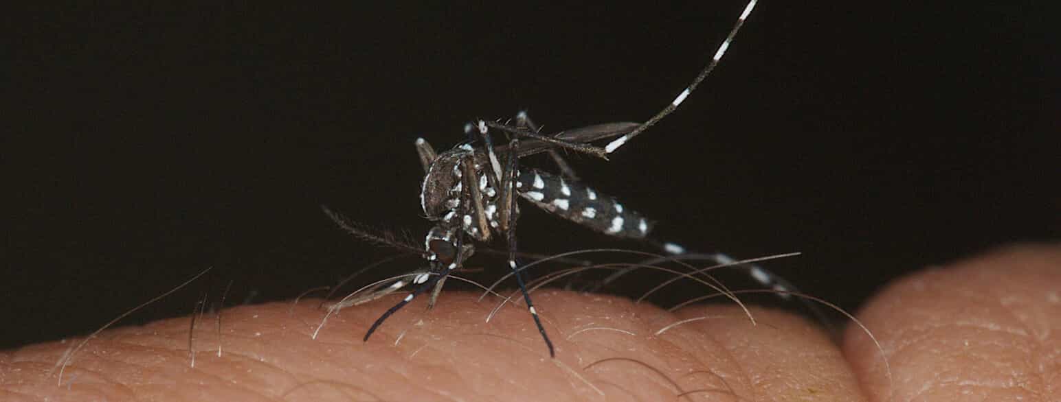 En tigermyg (Aedes albopictus) suger blod