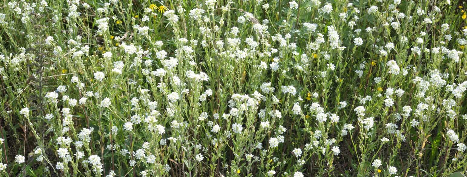Tæt bestand af blomstrende kløvplade (Berteroa incana)