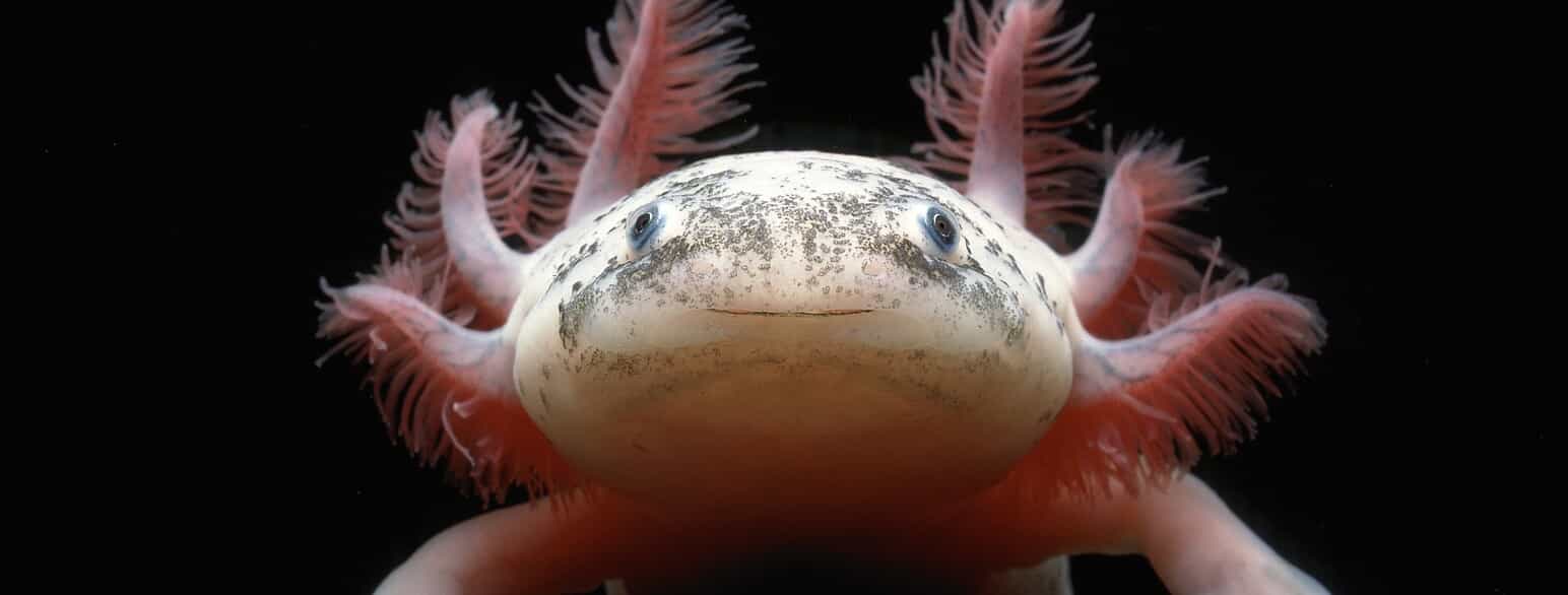 Den hvide form af axolotlen (Ambystoma mexicanum) er en af mange fremavlede farvevarianter, som ikke optræder i naturen