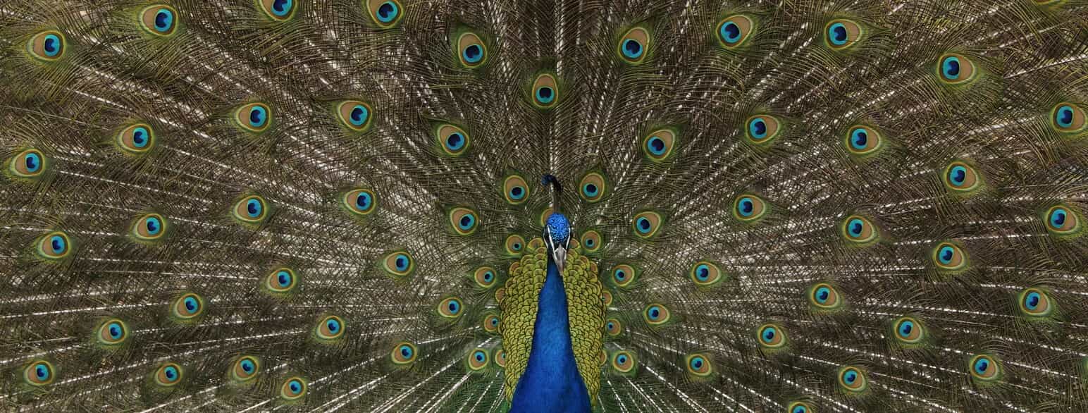 Påfugl (Pavo cristatus) imponerer med rejste og spredte halefjer, så man kan se de store øjepletter