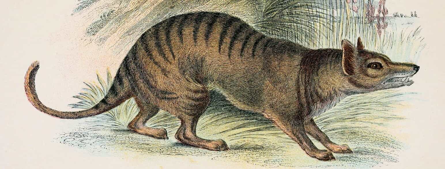 Illustration af en pungulv (Thylacinus cynocephalus) fra "A handbook to the marsupialia and monotremata" af Richard Lydekker fra 1896