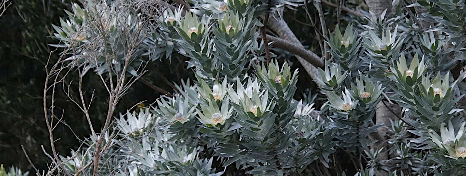 Blomstrende sølvtræ (Leucadendron argenteum) i Table Mountain National Park, Sydafrika