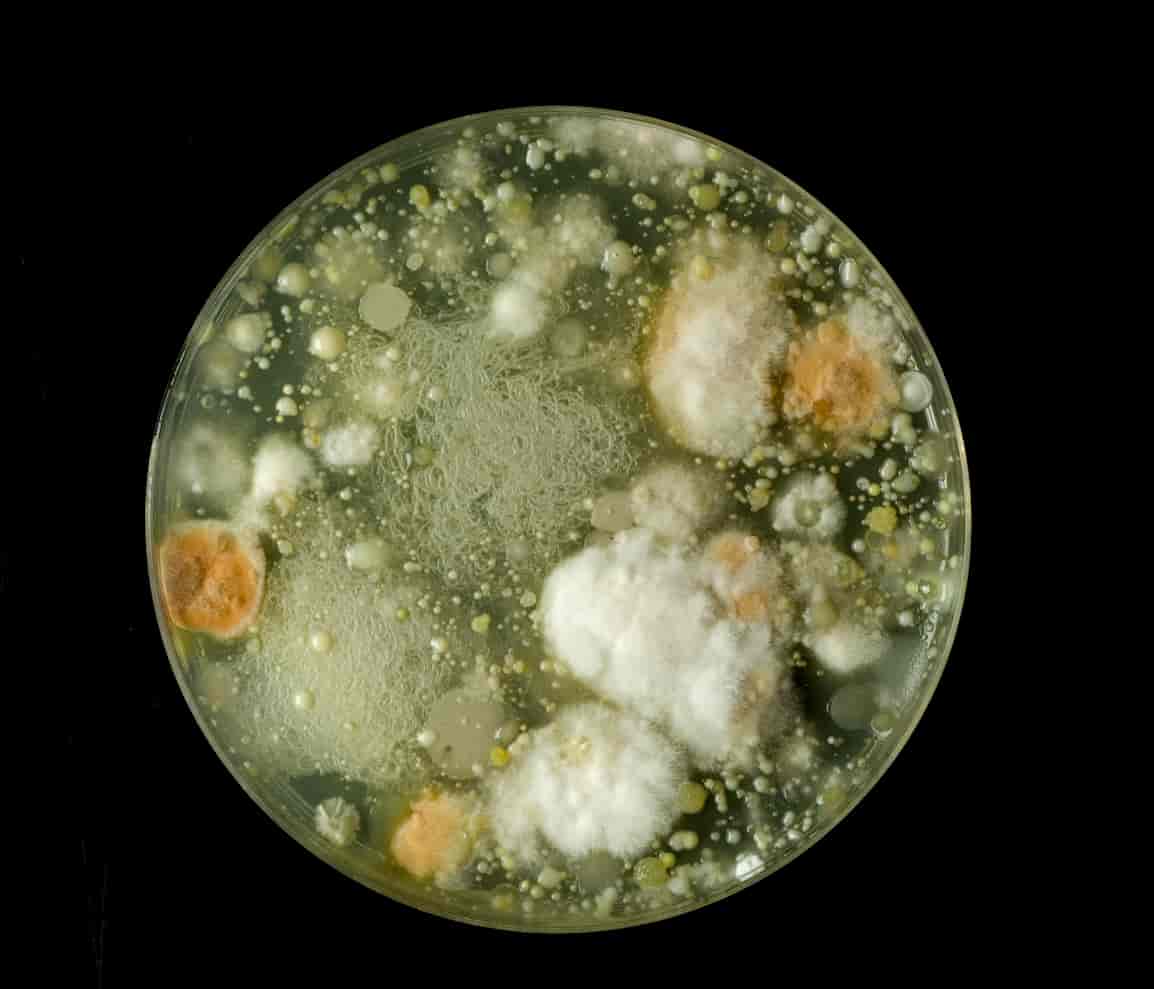 Mikrober i petriskål
