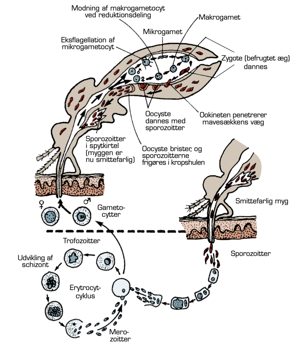 Malariaparasittens udviklingscyklus i mennesker og myg