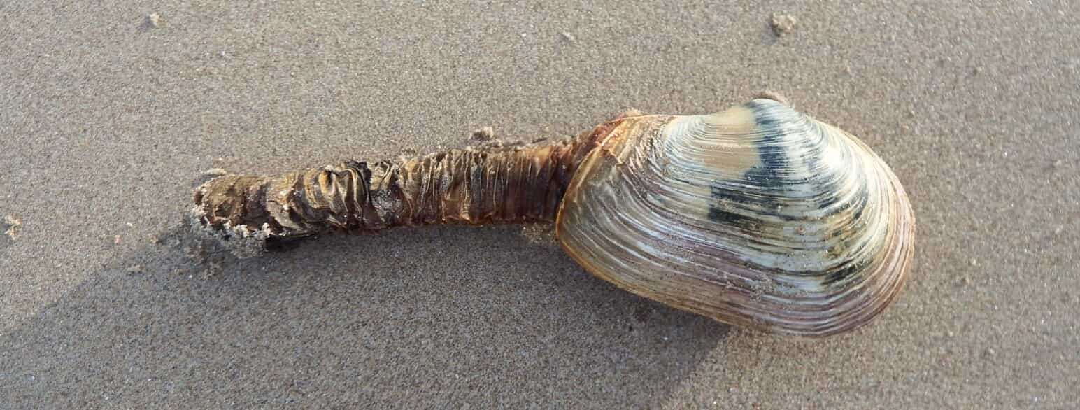 En afstumpet sandmusling (Mya truncata) med udstrakt ånderør er skyllet op på stranden