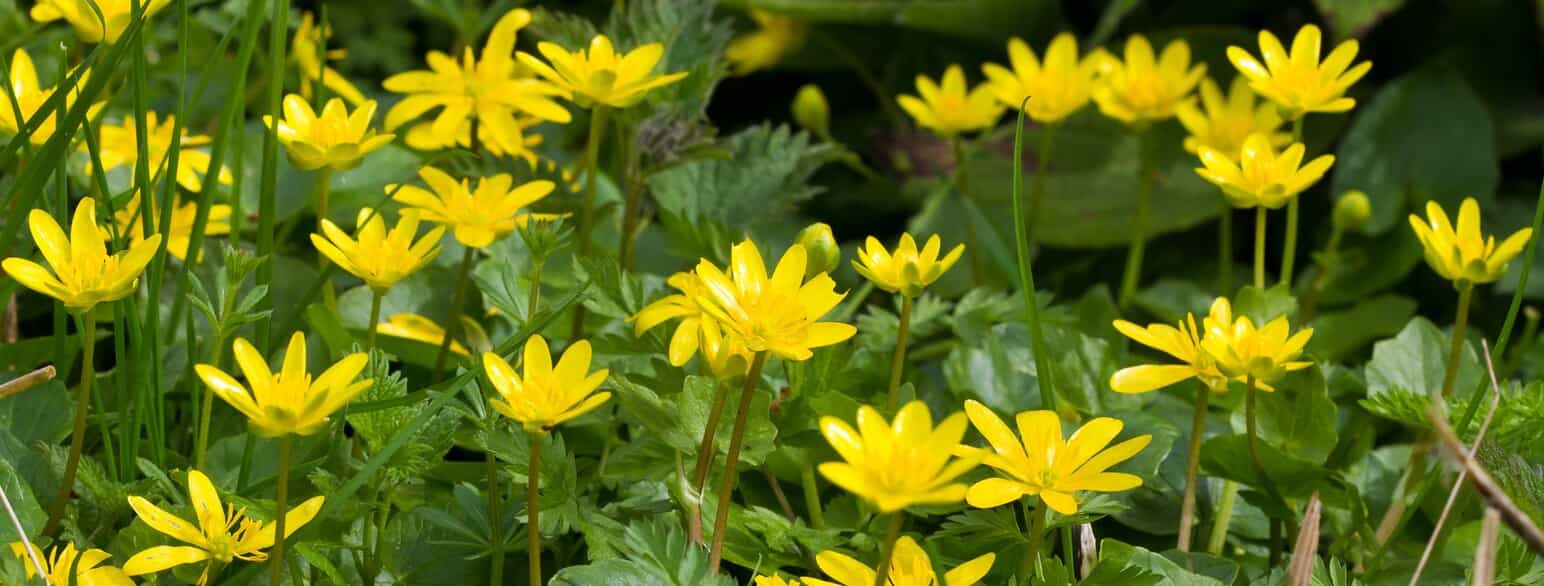 Vorterod (Ficaria verna) blomstrer i april-maj med skinnende gule blomster