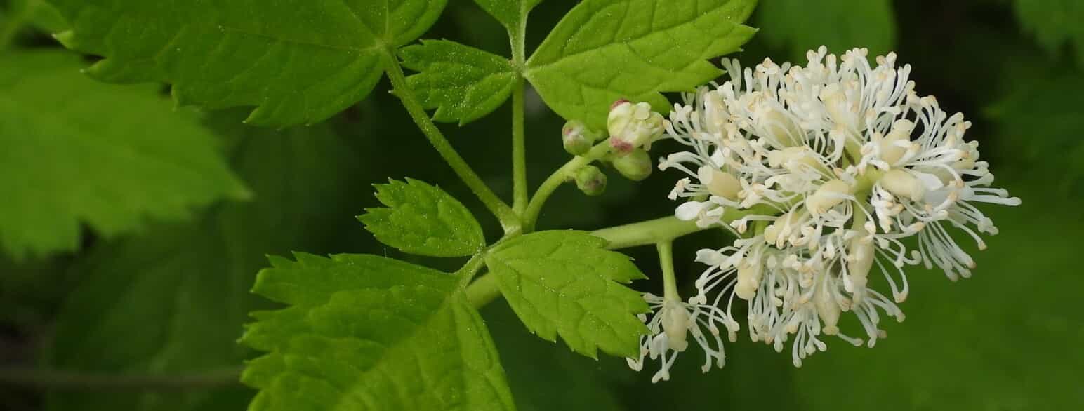 Druemunke (Actaea spicata) i blomst