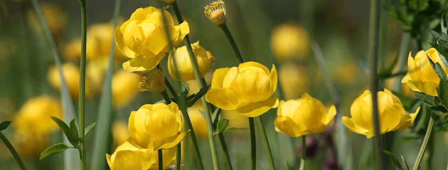 I Danmark blomstrer engblomme (Trollius europaeus) fra maj til juli