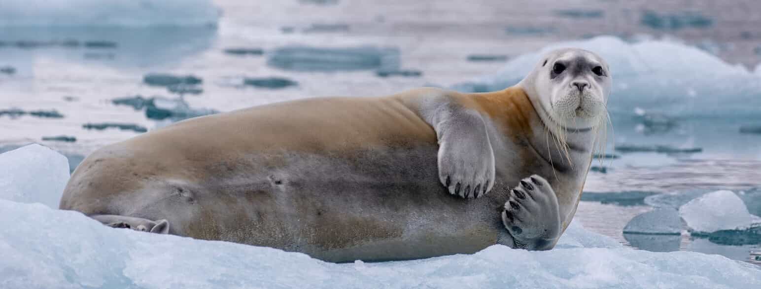 En remmesæl (Erignathus barbatus) hviler på en isflage ved Svalbard