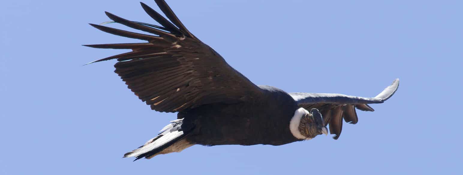 Andeskondor (Vultur gryphus) på vingerne over Valle Nevado, Santiago, Chile