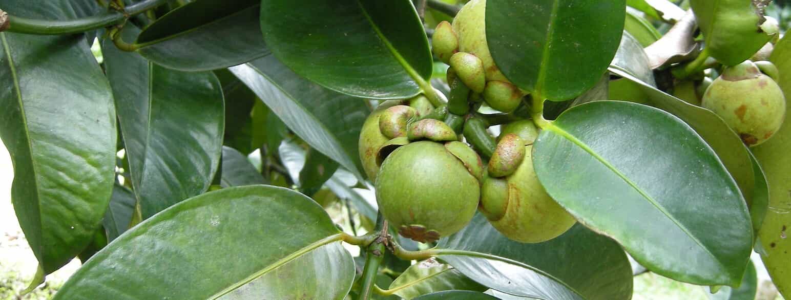 Mangostan (Garcinia mangostana) i Thailand med endnu umodne frugter