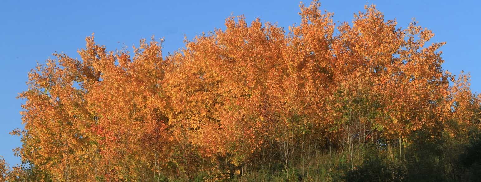 Bævreasp (Populus tremula) i høstfarver