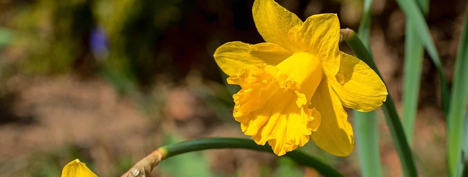 Blomstrende påskelilje (Narcissus pseudonarcissus)