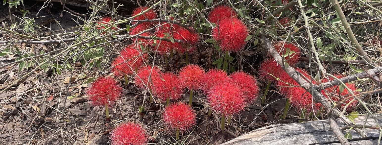 Blodblomst (Scadoxus multiflorus) blomstrer fra krattet i Chobe, Botswana