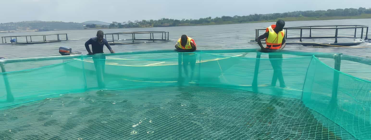Netbure med tilapia i Victoriasøen i Uganda