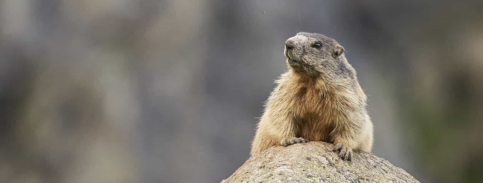 Alpemurmeldyr (Marmota marmota) i Sydtyrol, Italien