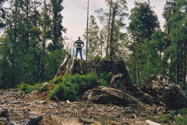Et af de største fældede træer i skoven