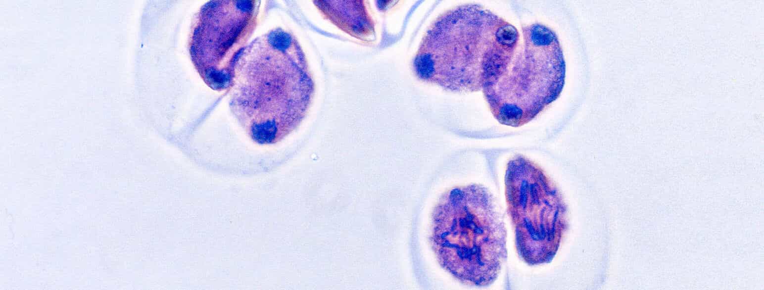 Celler i anafase II og telofase II af meiosen