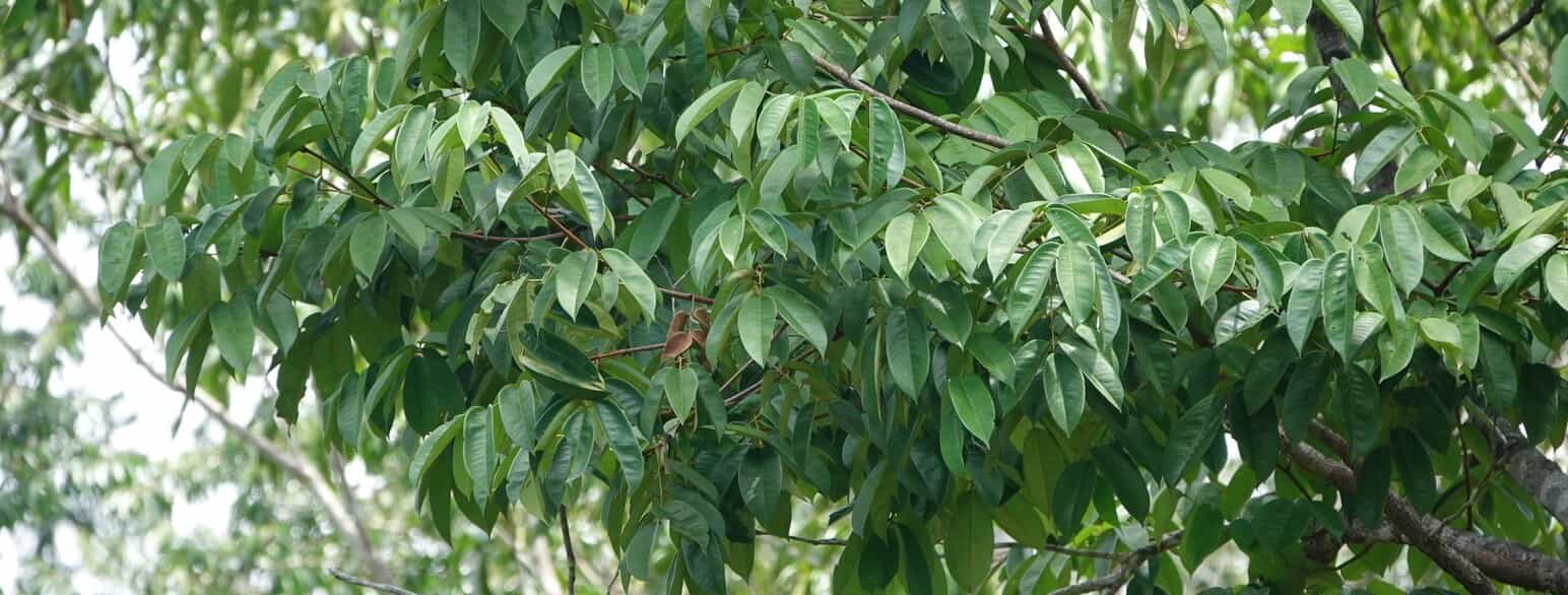 Basralocus (Dicorynia guianensis) i Fransk Guyana