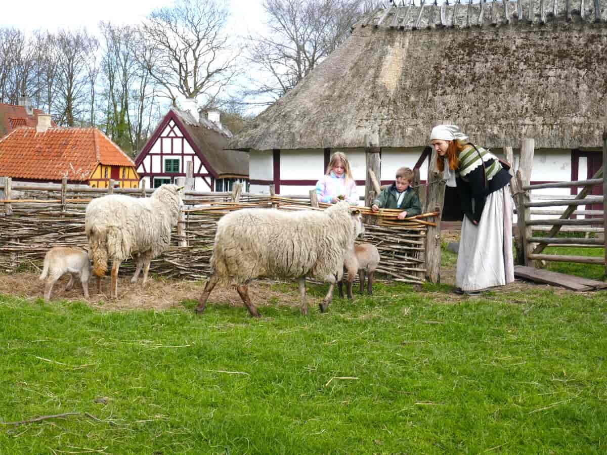 Forårets får med de nye lam.