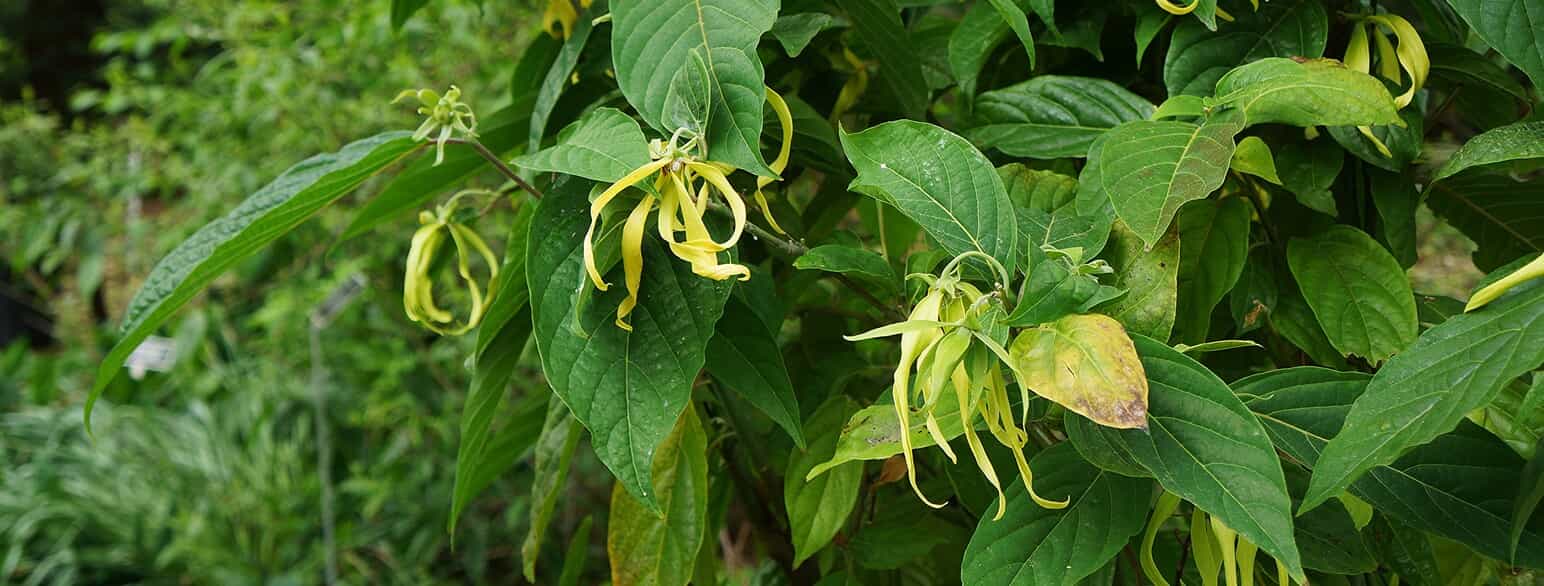 Ylang-ylang (Cananga odorata) i blomst