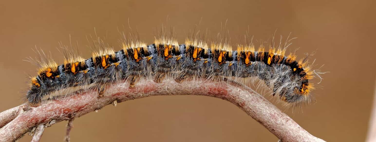 Egespinderens larve overvintrer, og om foråret kan man derfor møde larverne, som kan nå en ret anseelig størrelse